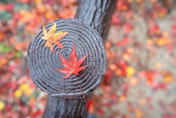 木目　秋　紅葉