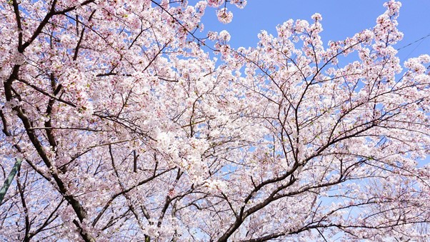 満開の桜